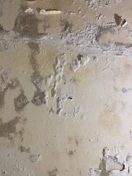 Best Toxic Mold Removal  in Trinidad, CO